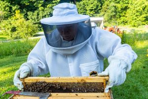 Beekeeper tending to bees