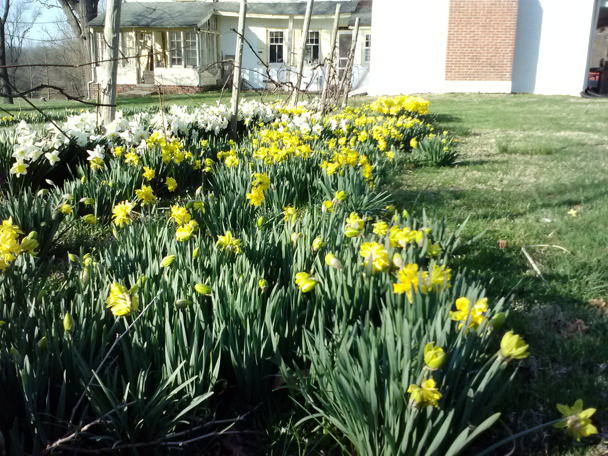 A vibrant field of yellow and white daffodils in full bloom in front of the historic Penrose-Strawbridge House. The white farmhouse features a glass-enclosed porch, set against a clear blue sky and a rustic wooden fence.
