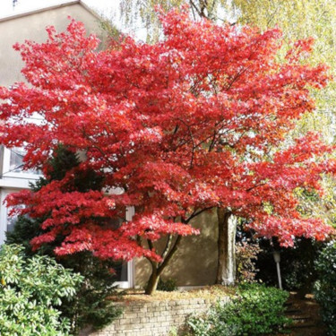 red maple tree